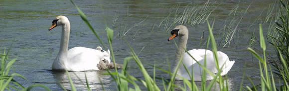Swans on river à Reybridge