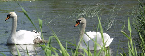 Swans on river at Reybridge
